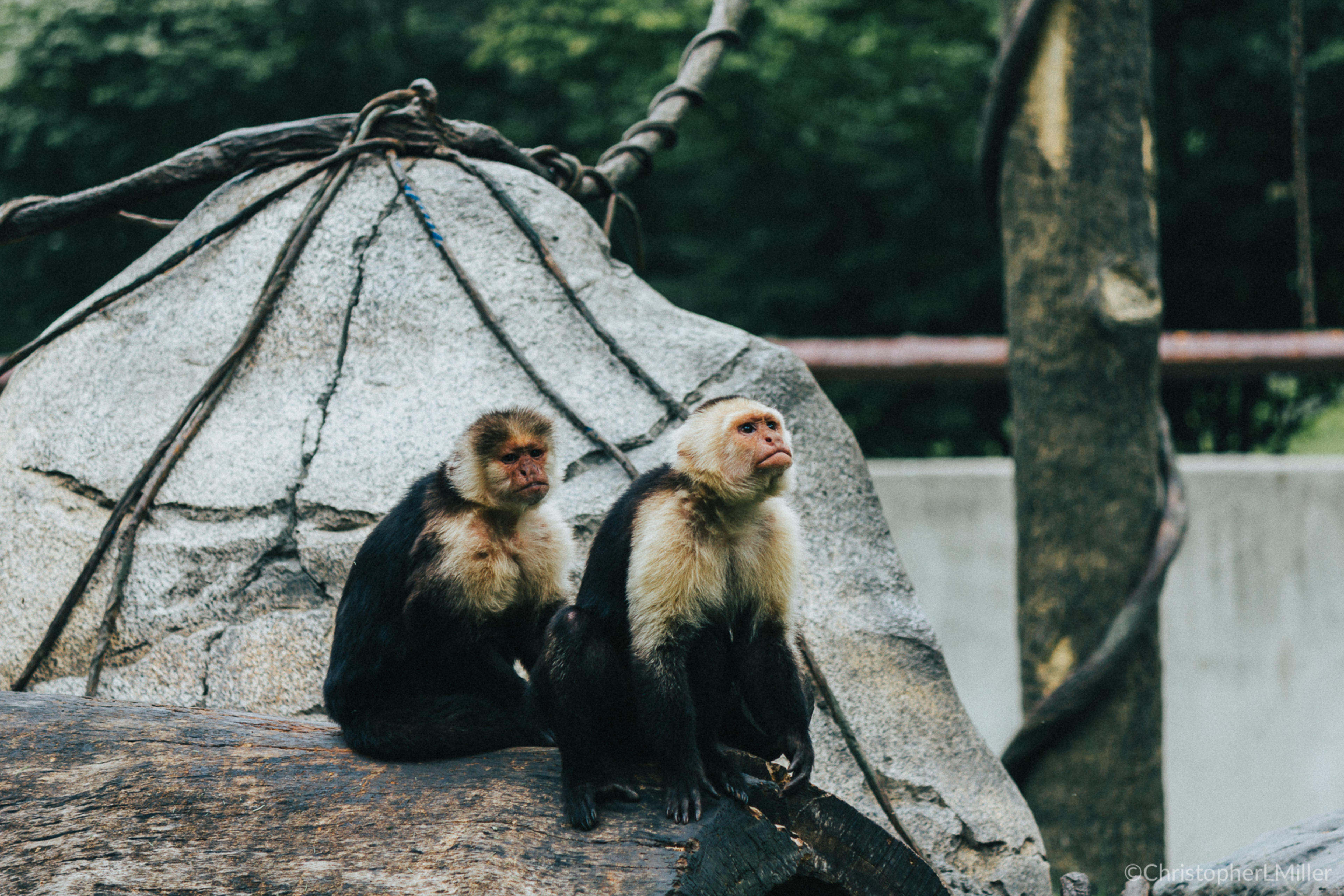 Monkeys staring off into the distance