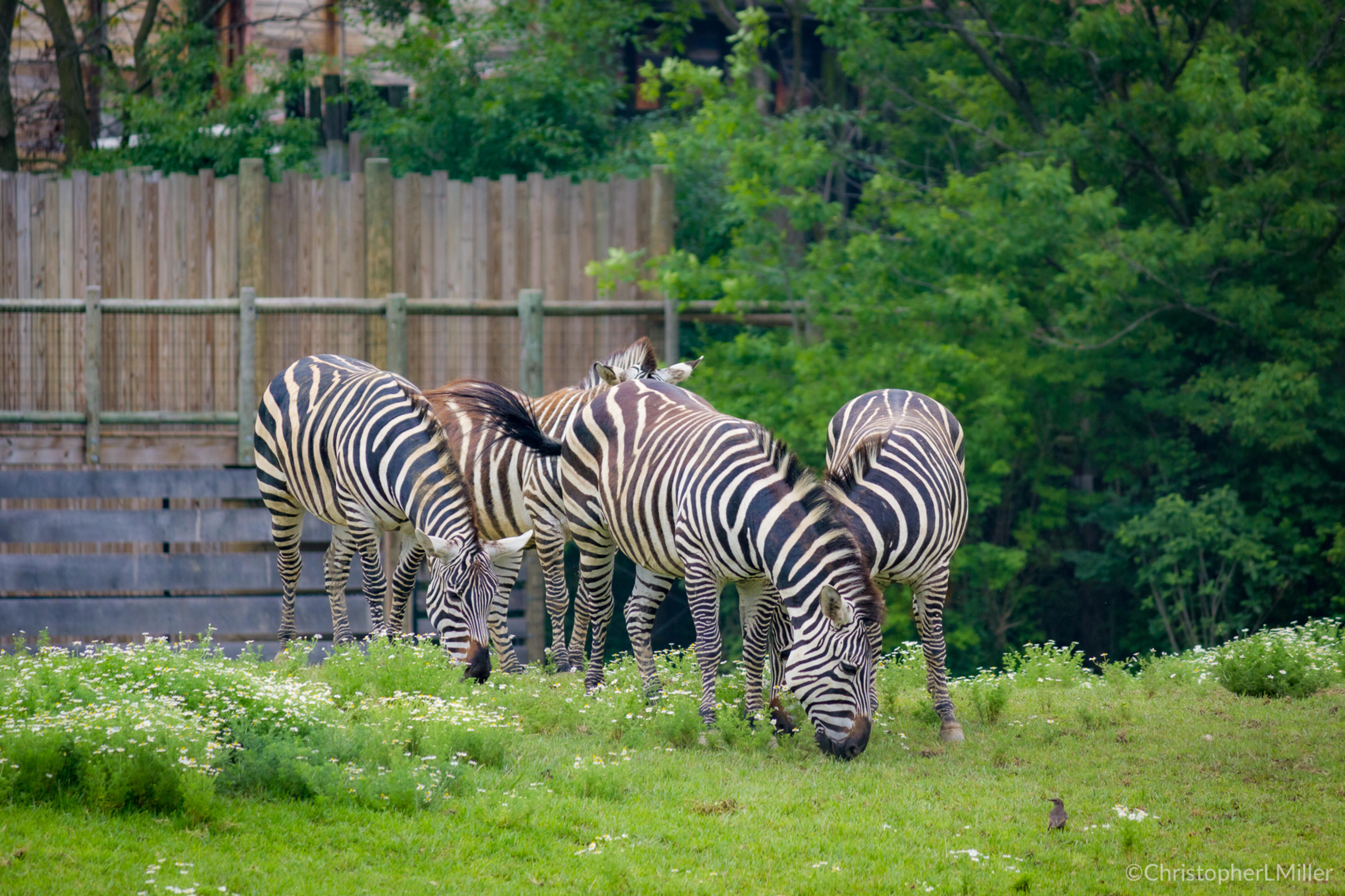 Zebra chowing down
