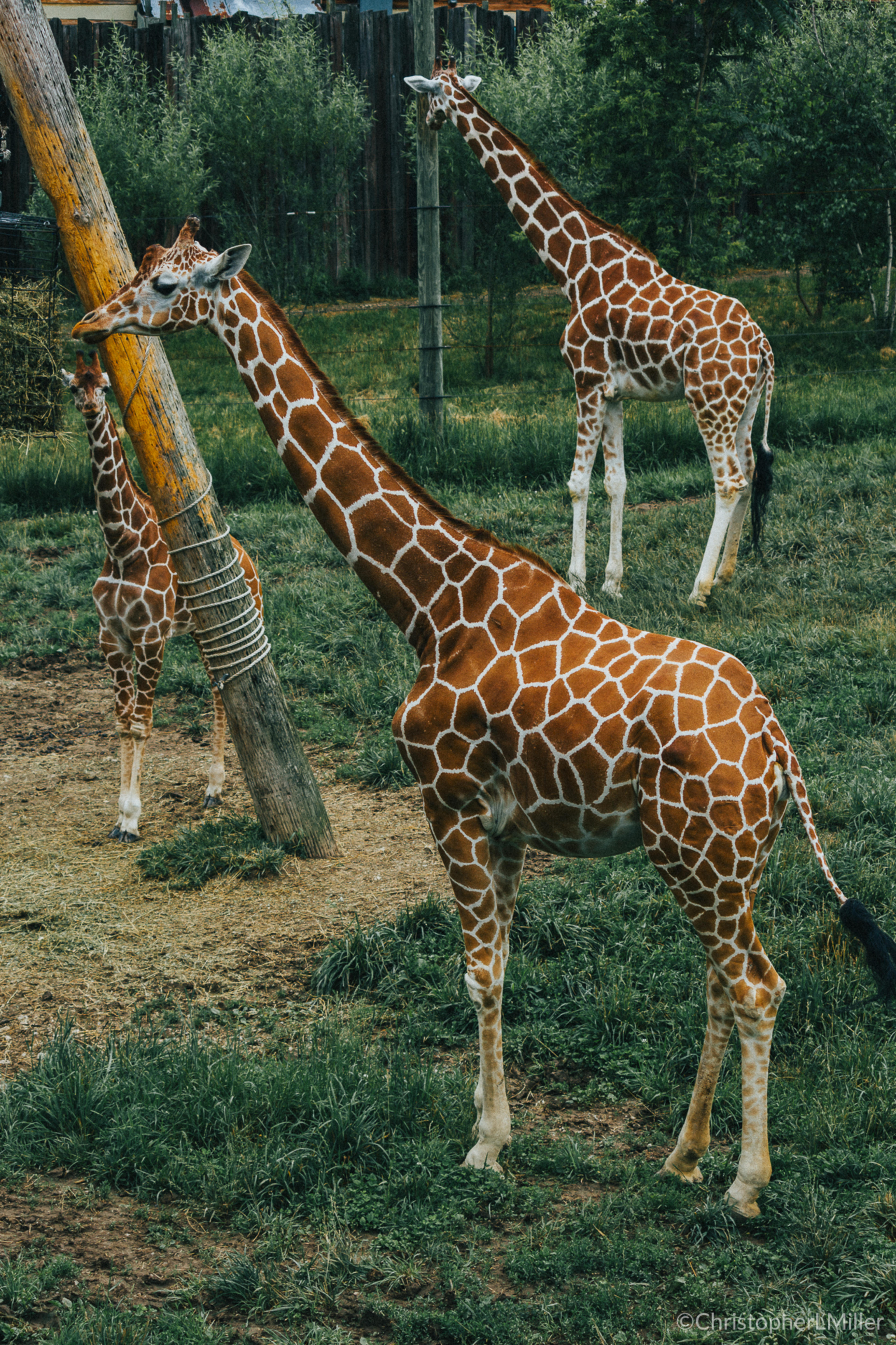 Tall horses, i mean giraffes