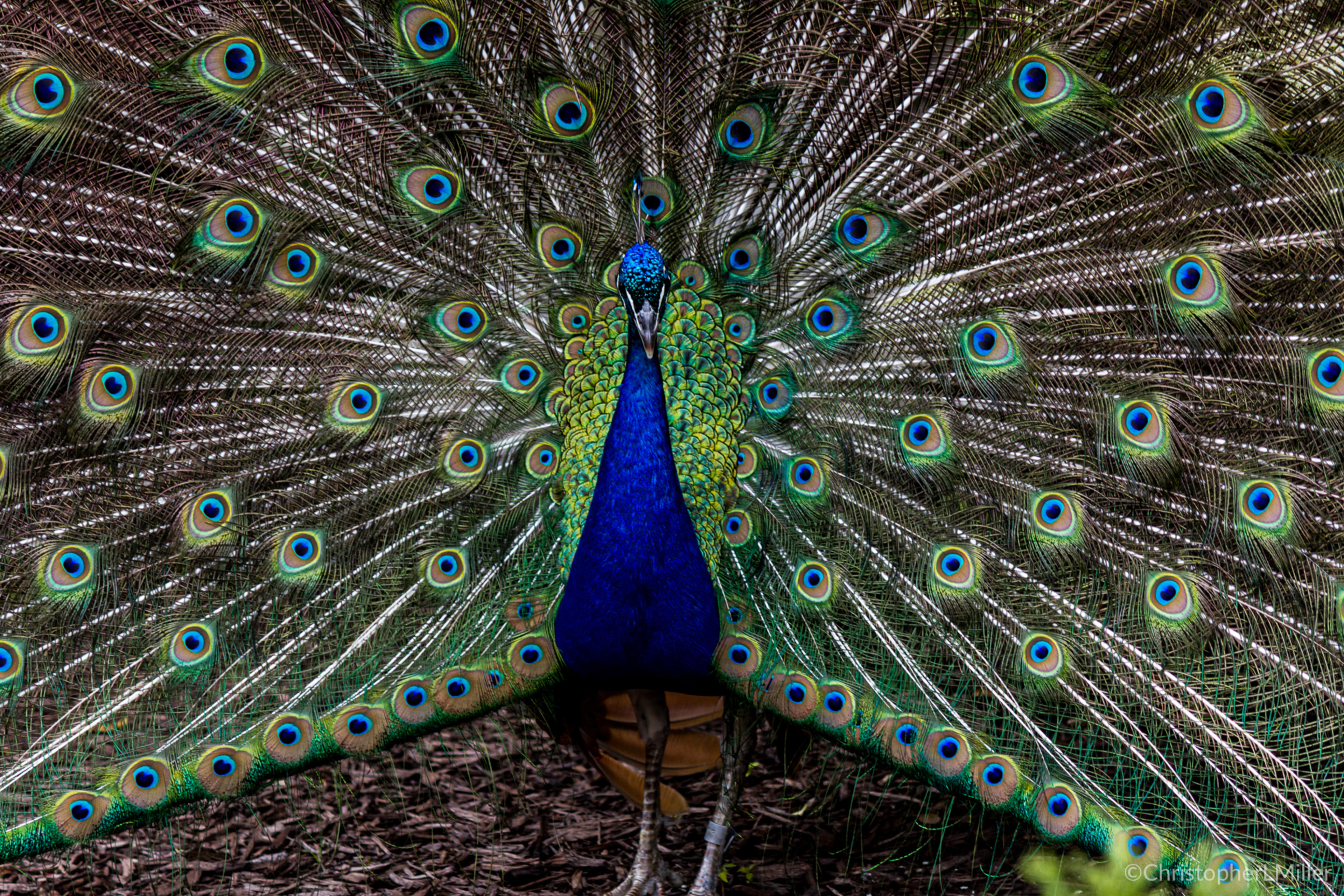 Farewell peacock