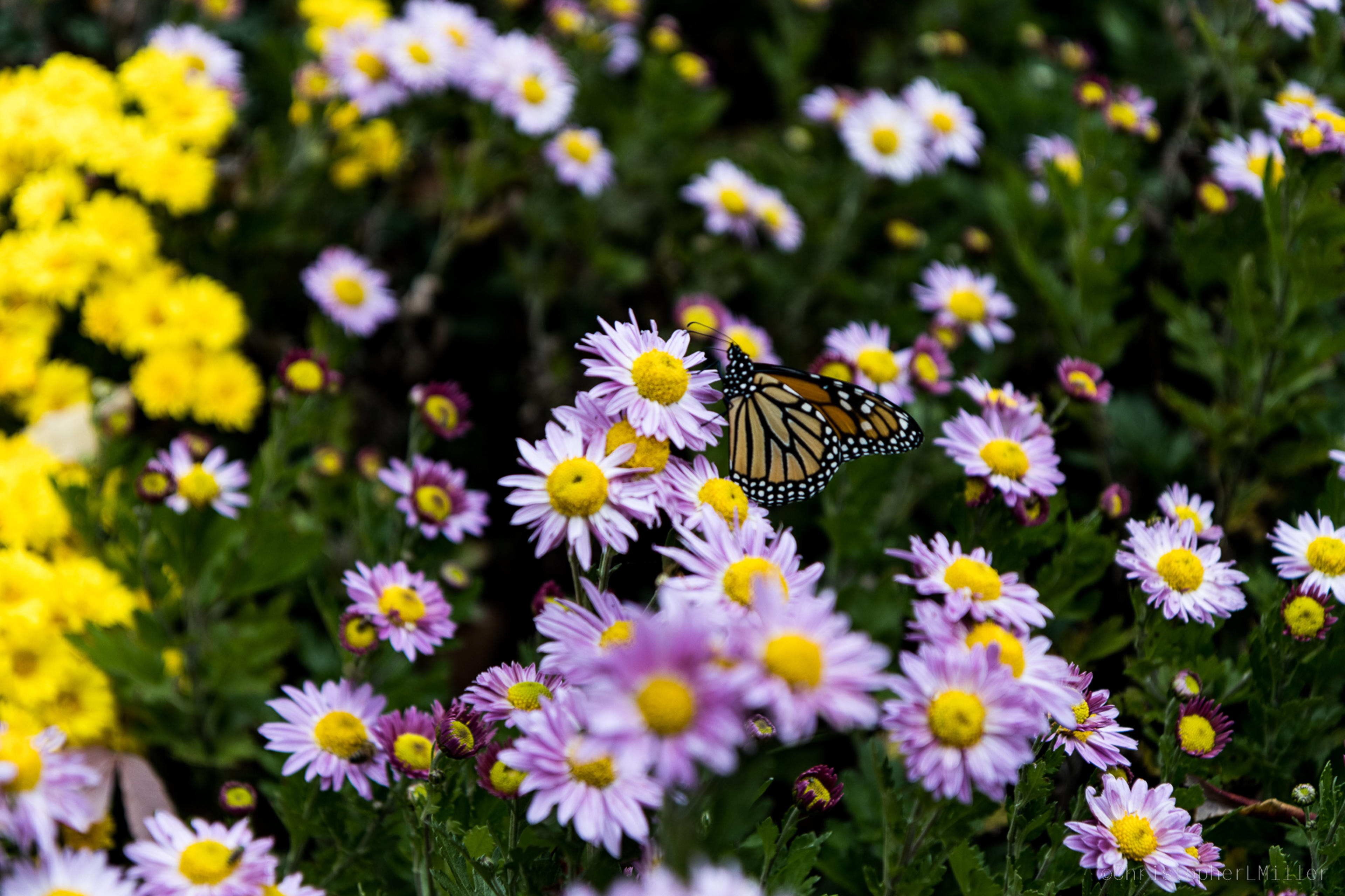 Butterfly Amongst Flowers